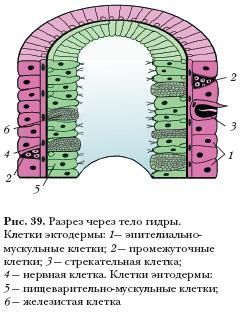 Kra35at